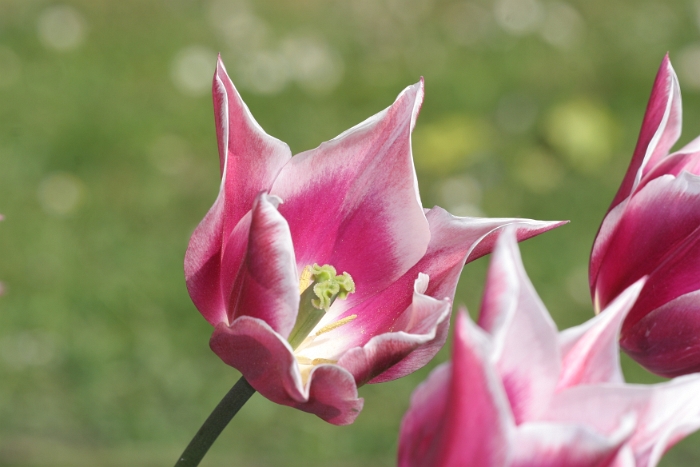 Tulipes a Morges 2007 - 162